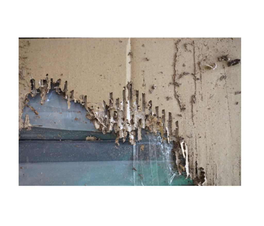 signs of termite damage