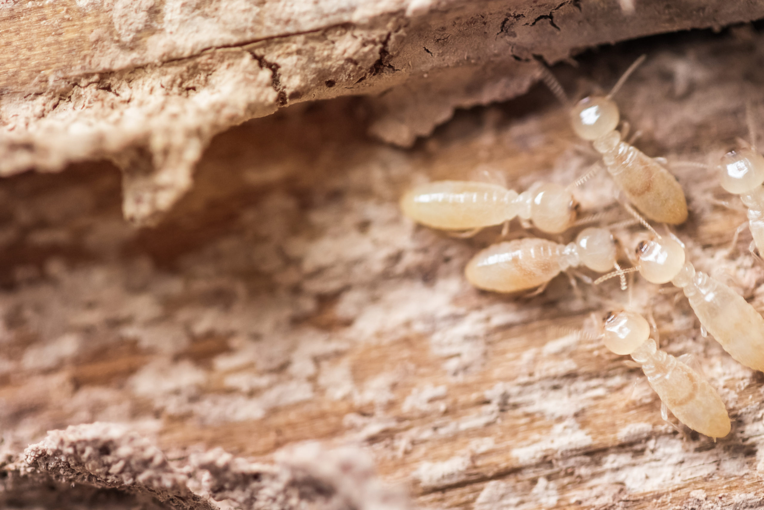 termite inspection allentown